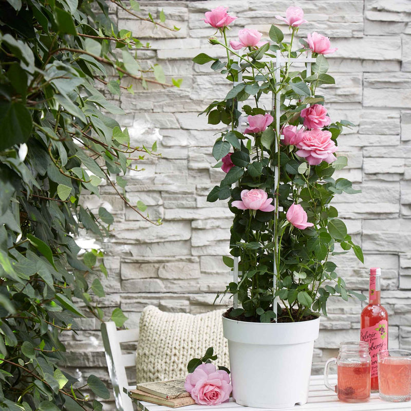Kletterrose 'Crazy in Love' rosa