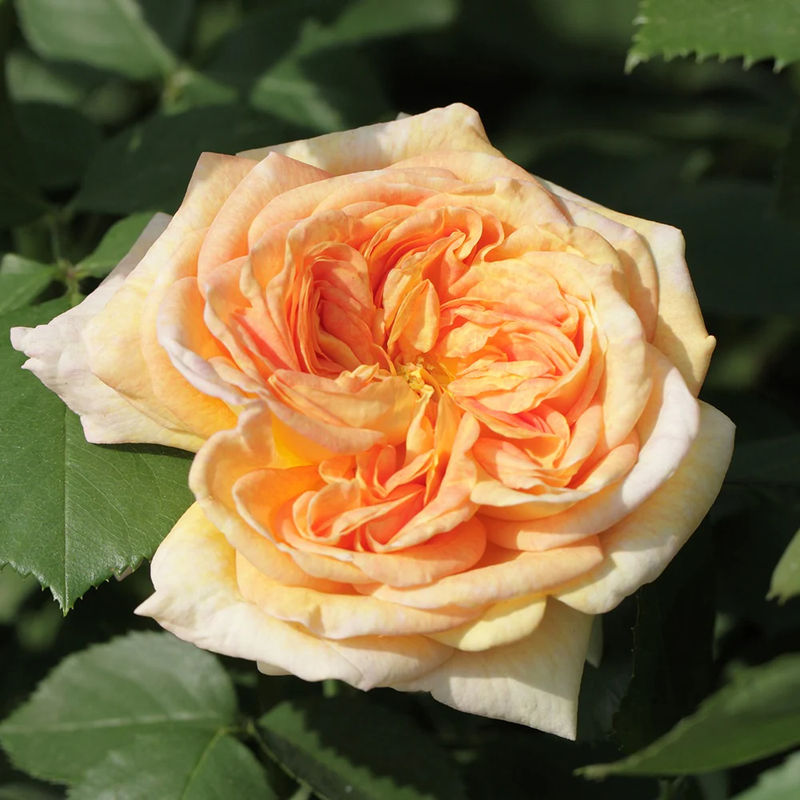 Kletterrose Alchymist