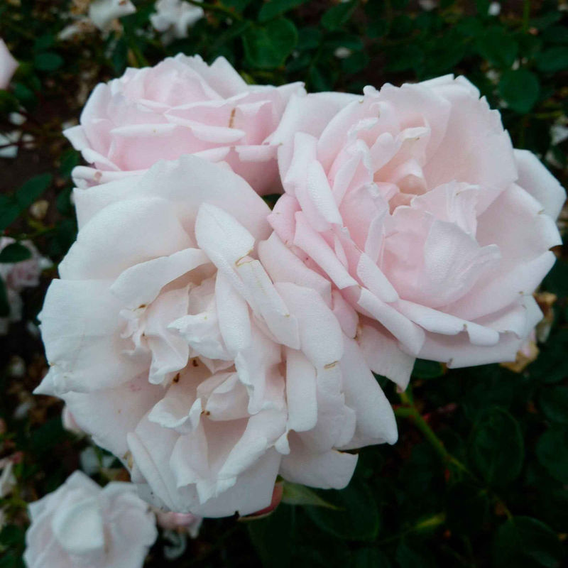 Kletterrose 'New Dawn'