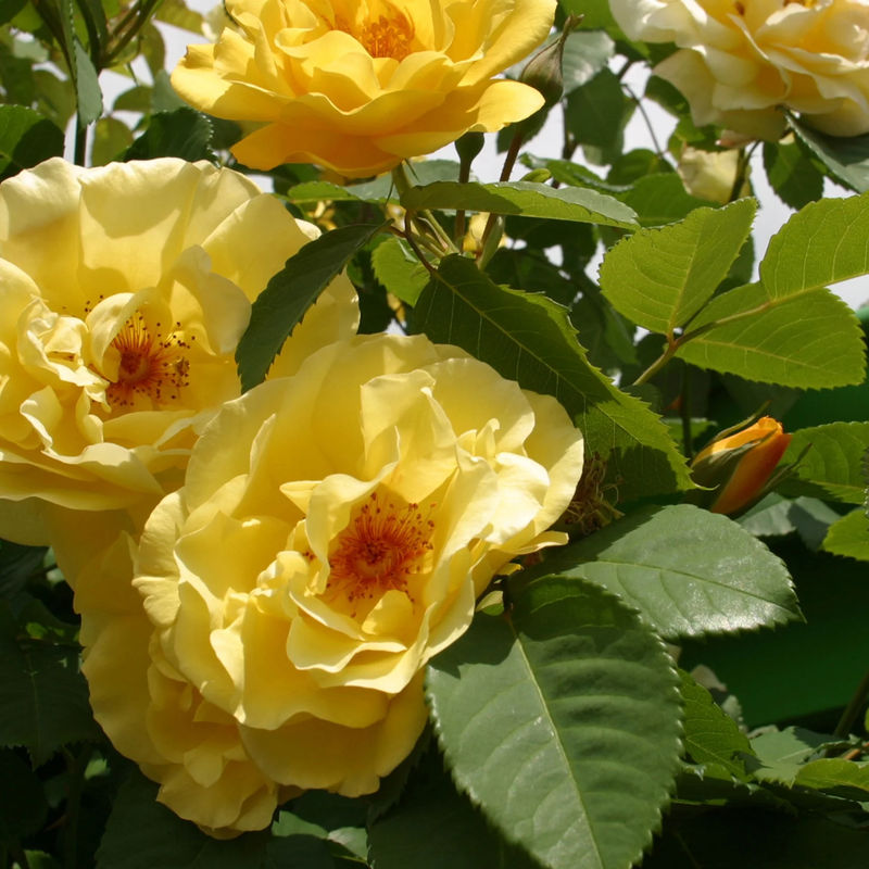 Kletterrose Golden Gate®