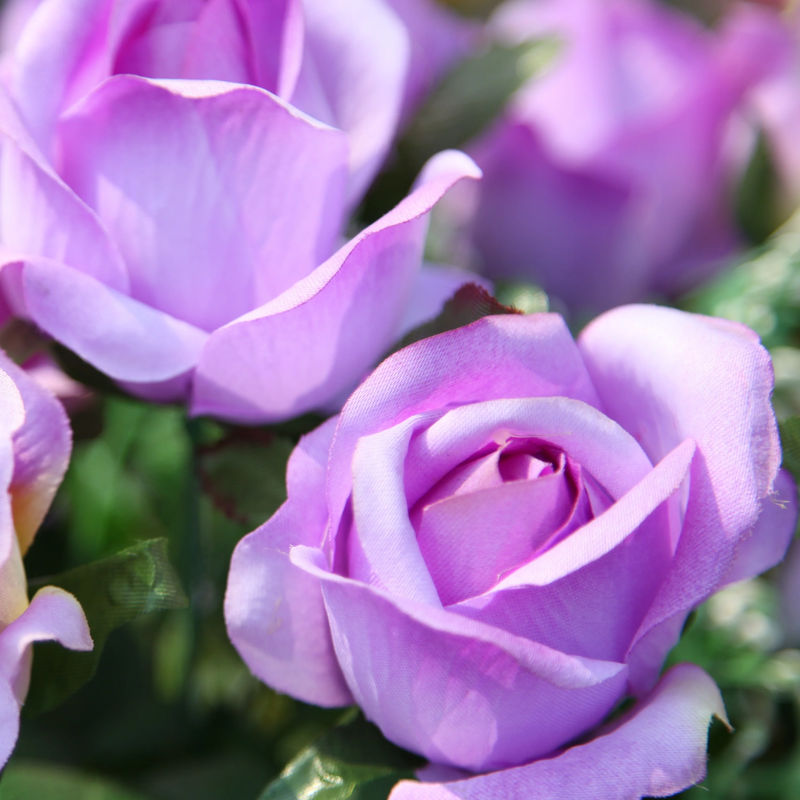 Kletterrose violett