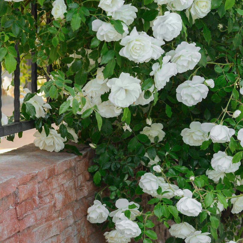 Kletterrose weiß