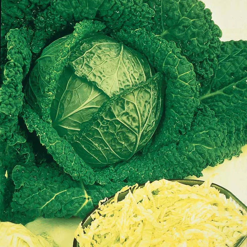 Wirsingkohl Gros des Vertus 2