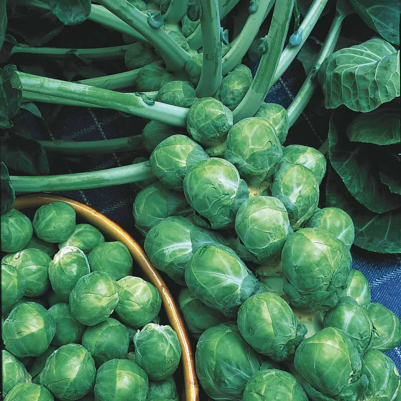 Rosenkohl De Rosny