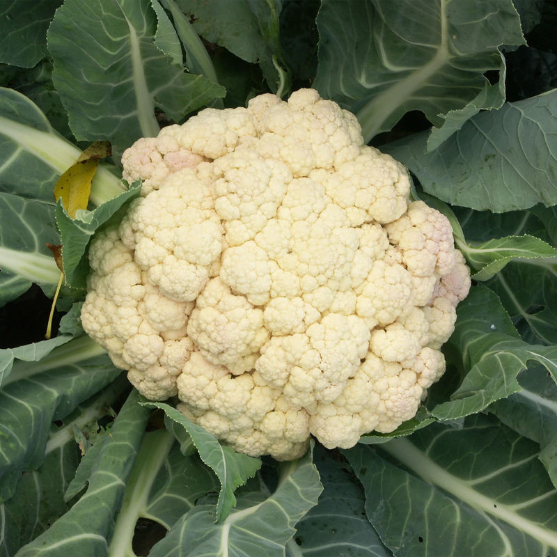 Blumenkohl Wunder aller Jahreszeiten
