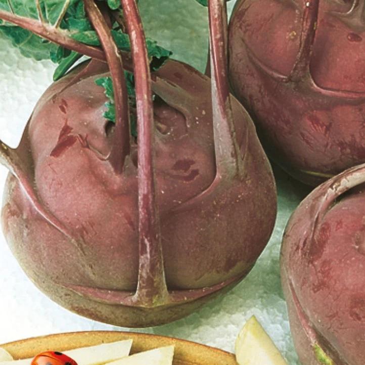 Violet kohlrabi Bio