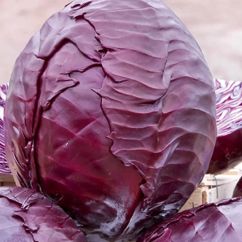 Rotkohl Langedijker Bewaar 2