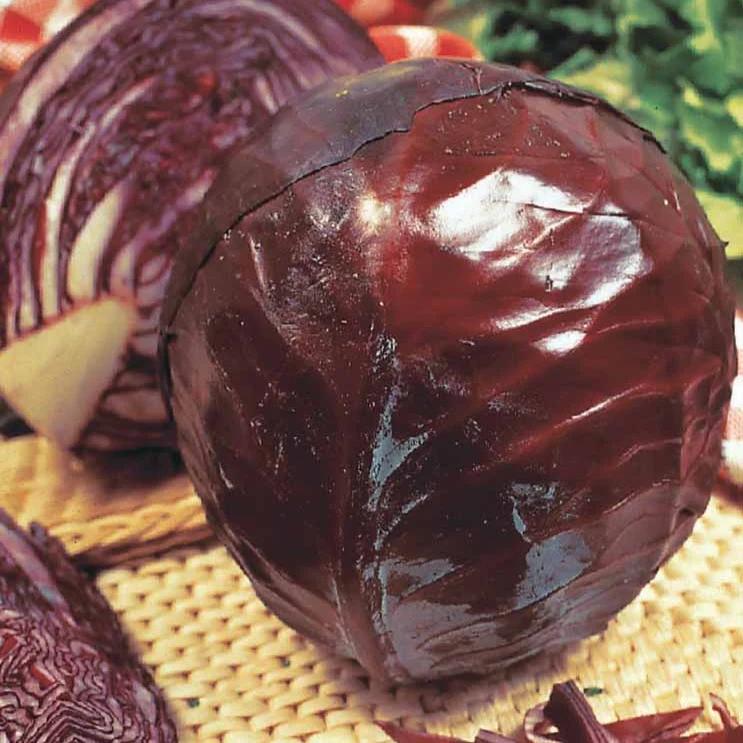 Rotkohl Tête Noire 3