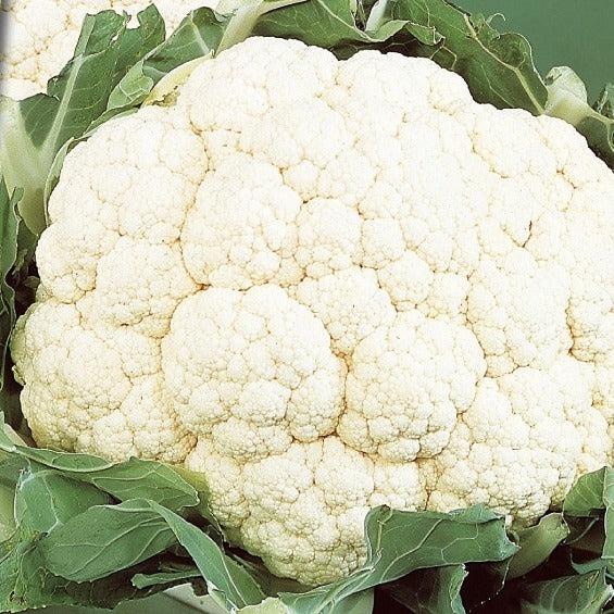 Blumenkohl Alpha Fortados
