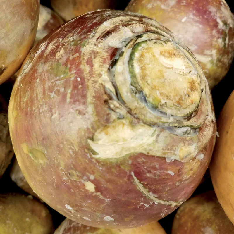 Kohlrabi Champion