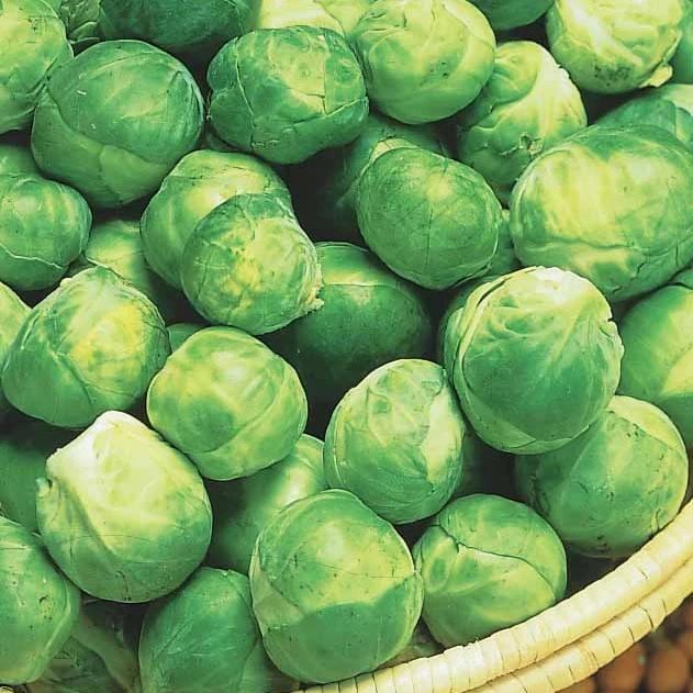 Rosenkohl Igor F1