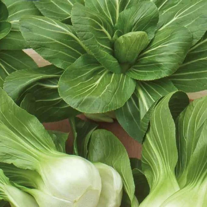 Chinakohl Pak-choi Green Fortune F1