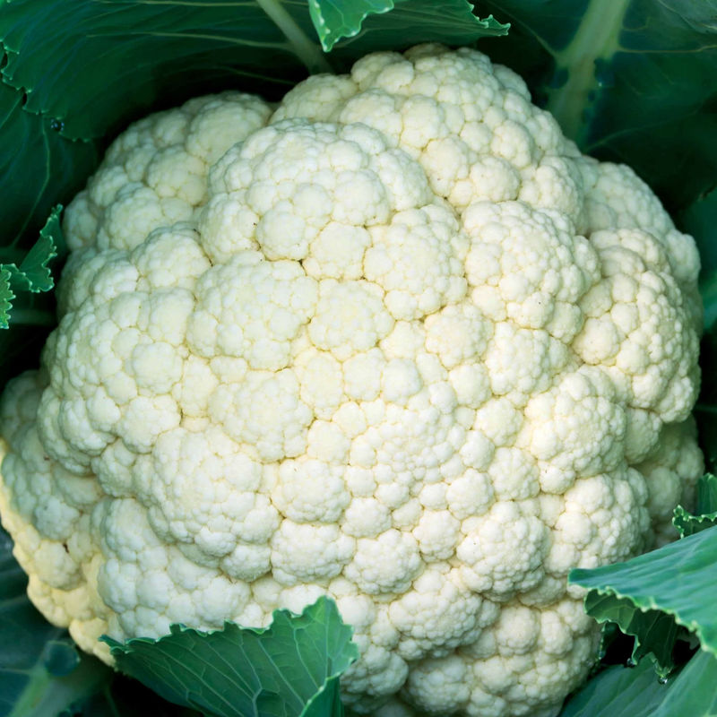 Blumenkohl Synergy F1