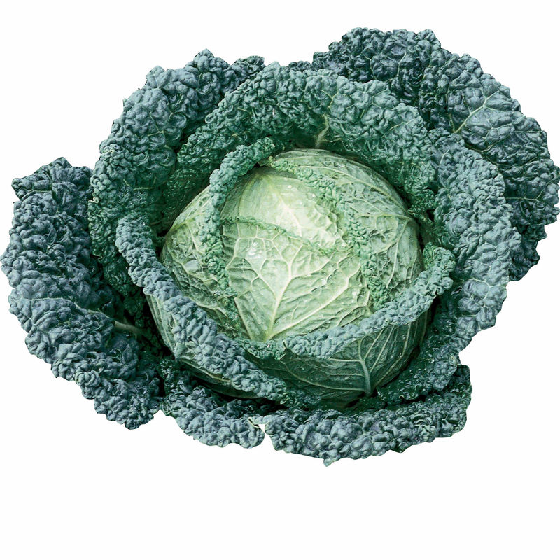 Wirsingkohl Capriccio F1