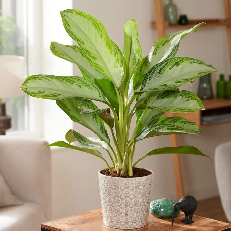 Kolbenfaden 'Silver Bay'