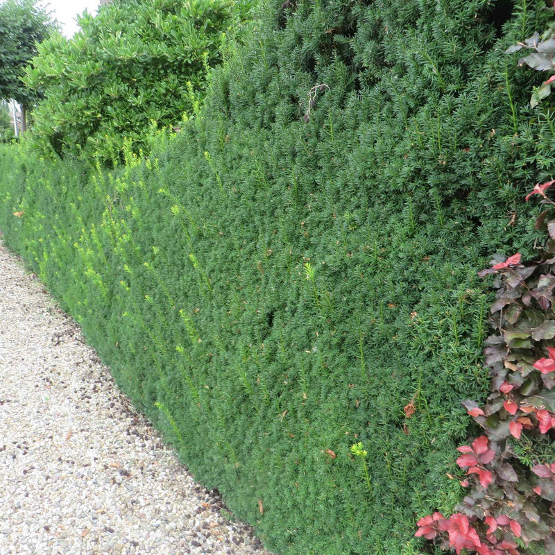 Taxus 'Hicksii' - Title:Der topf / Ø 9cm / Lieferhöhe ca. 20cm