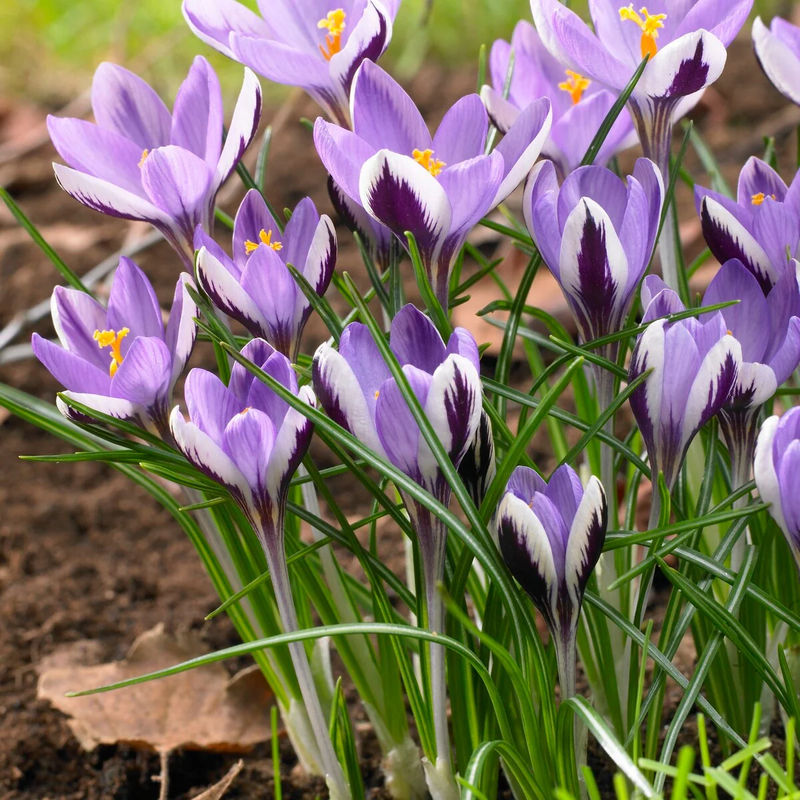 Krokusse Spring Beauty (x20)