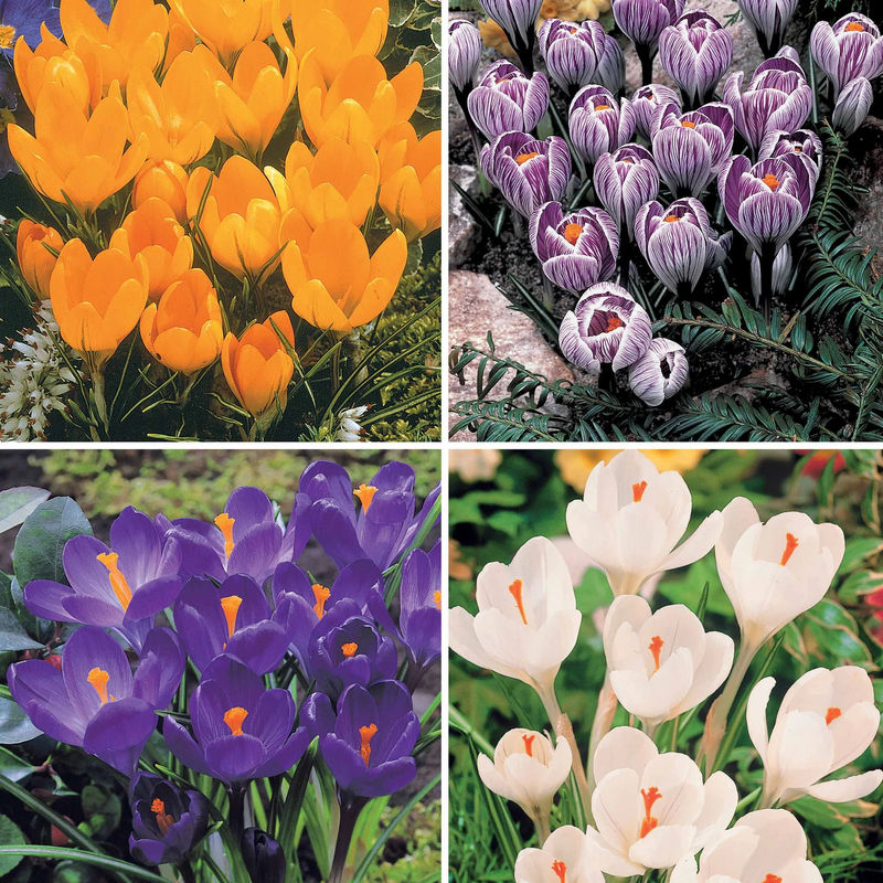 Kollektion großblumige Krokusse (x60)