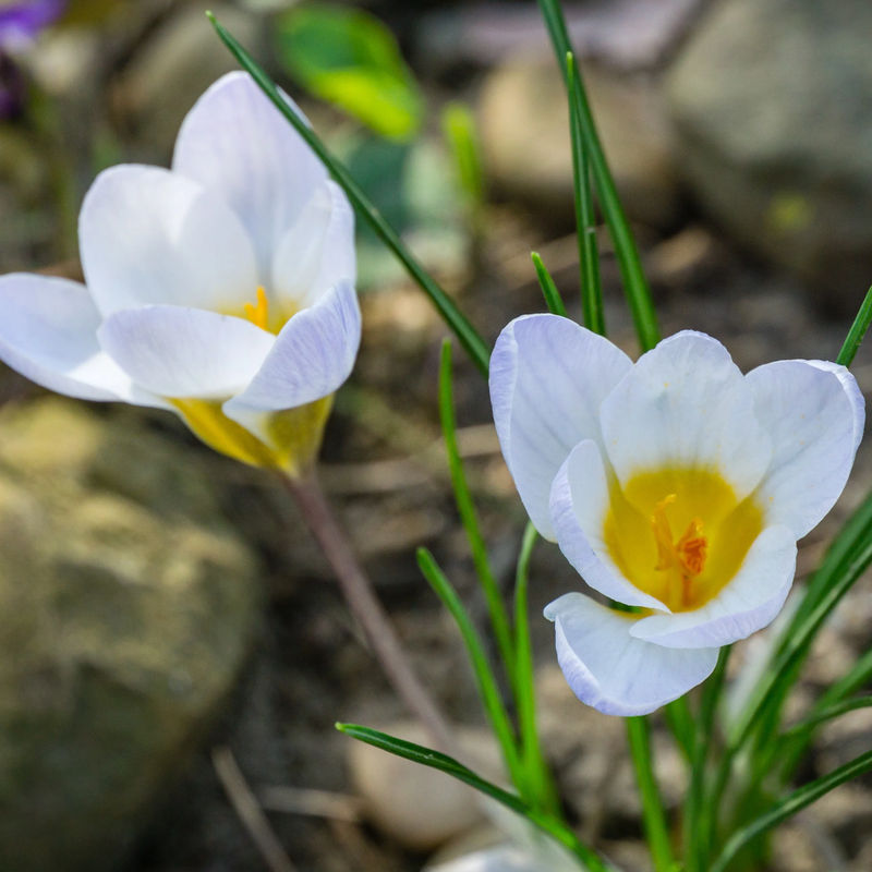 Krokusse Blue Pearl