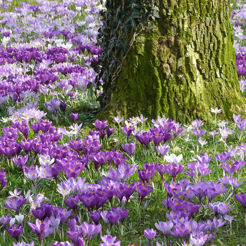 Großblumige Krokusse Mischung - Title:Das beutel von 25 blumenzwiebeln / umfang 9-10cm