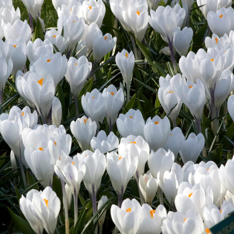 Krokusse mit großen Blüten Jeanne d'Arc