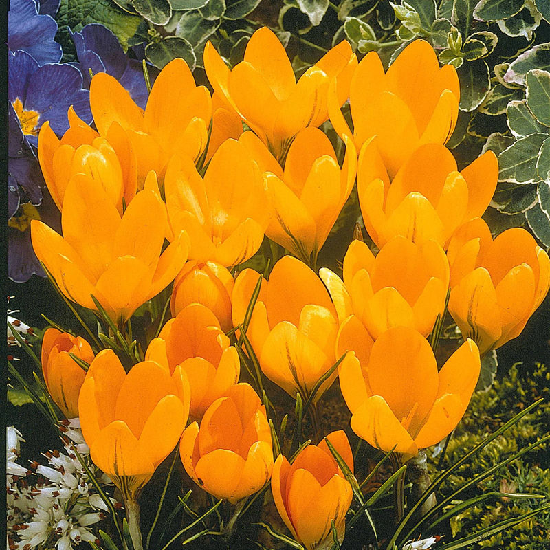 Krokusse Gelbe Riesen (x15)