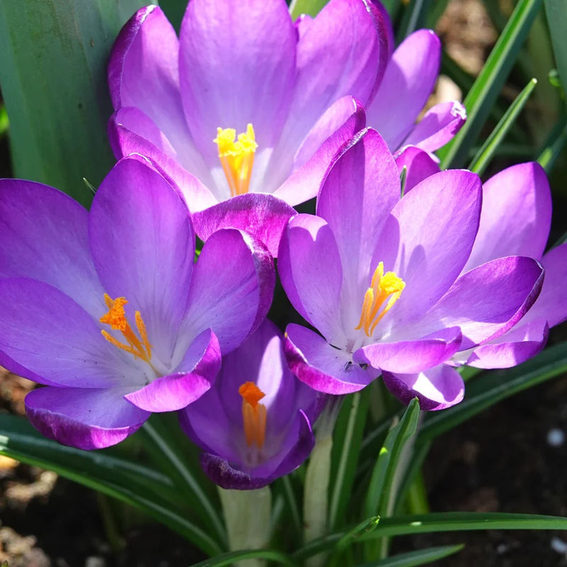 Hybridkrokusse Ruby Giant