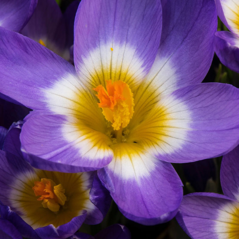 Krokusse Sublime Tricolor