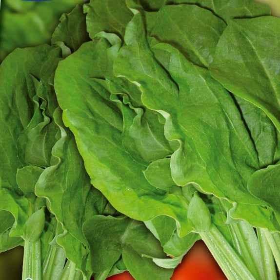 Wilder Sauerampfer Green de Belleville