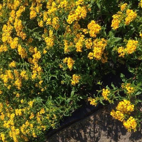 Studentenblume