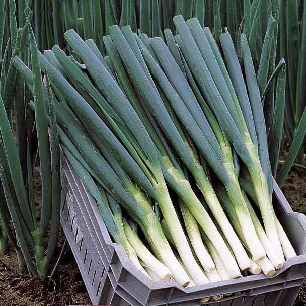 Frühlingszwiebel Ishikura Long White