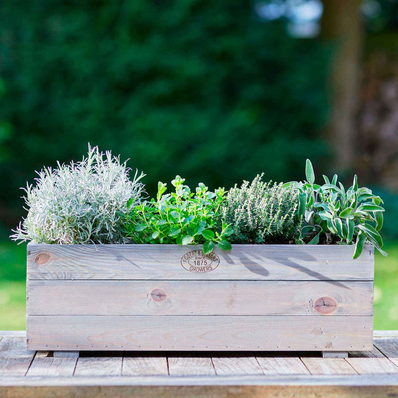 Oregano Origanum vulgare (x3)