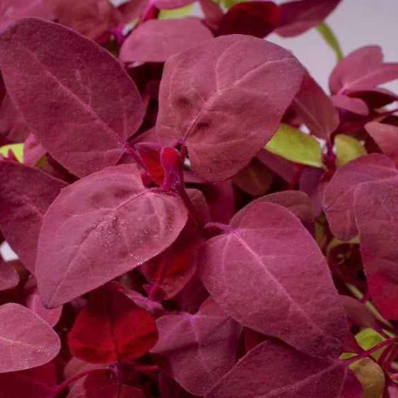 Gartenmelde Red Flash