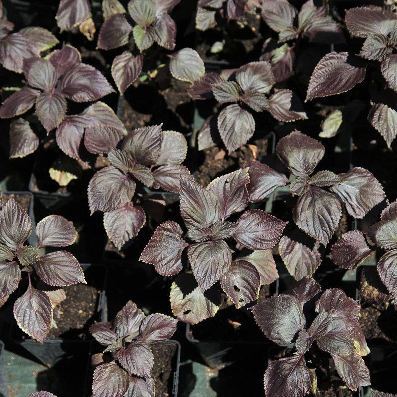 Perilla rot (Shiso)