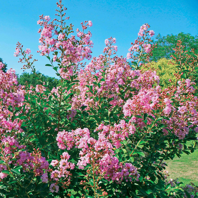 Flieder des Südens Petit Pink