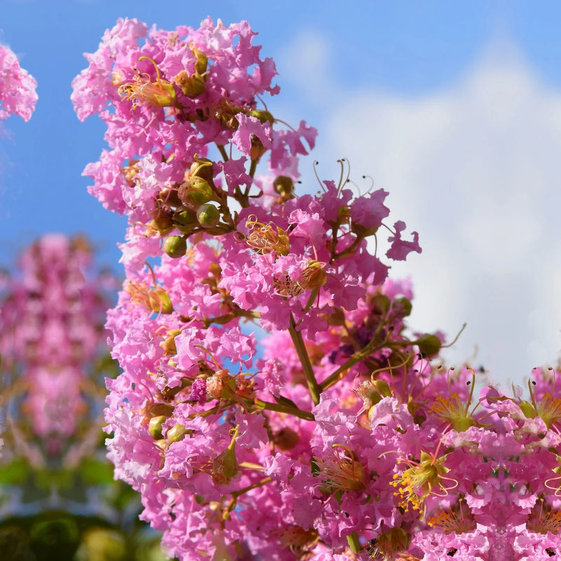 Lagerströmie rosa