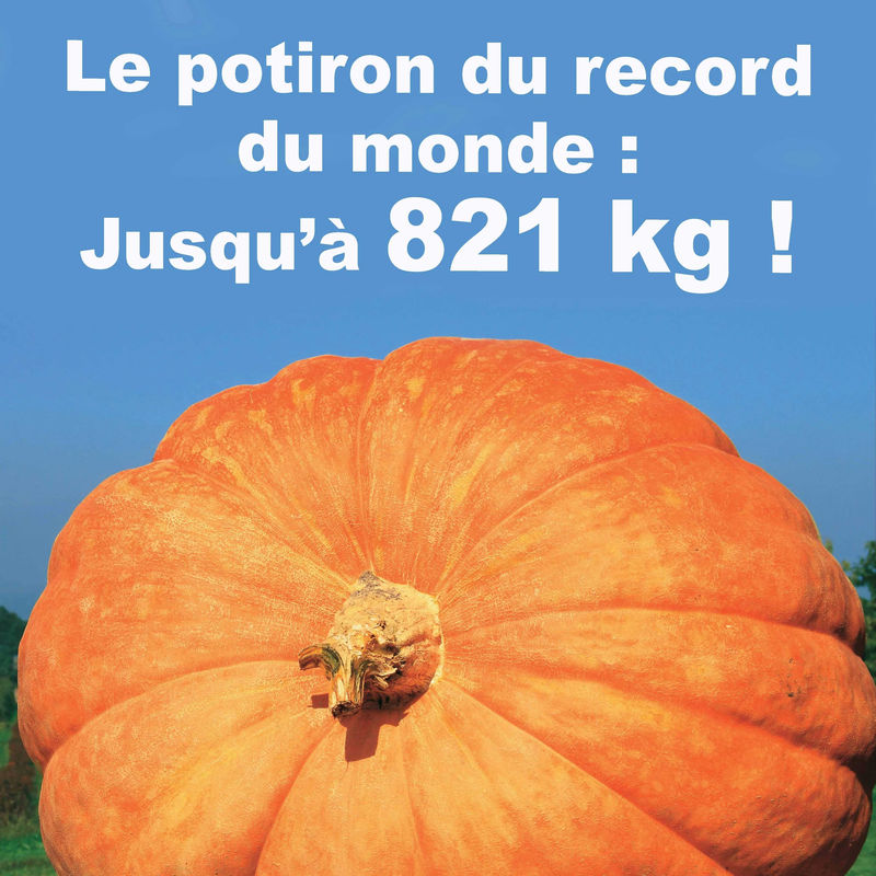 Kürbis Atlantic Giant