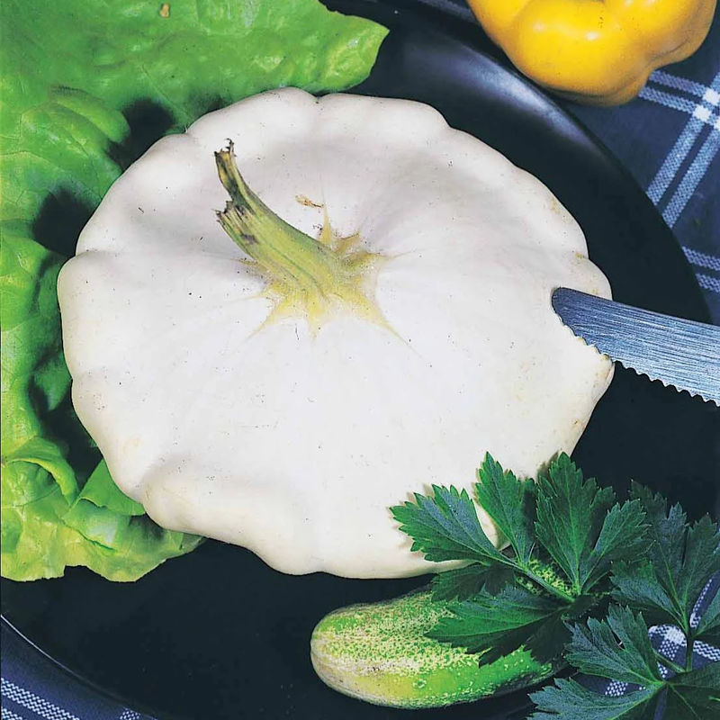 Kürbis Patisson weiß