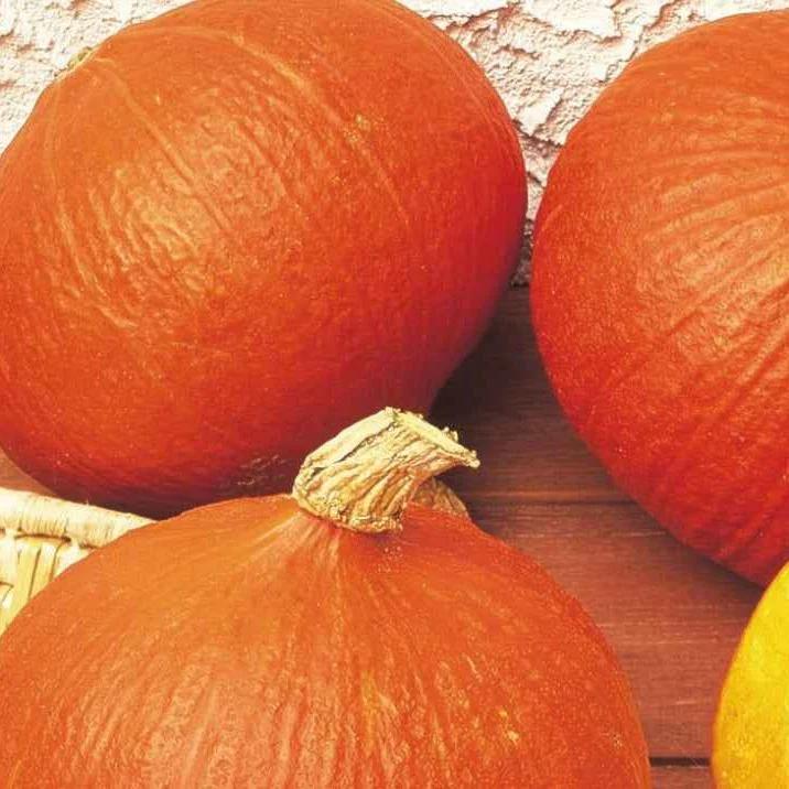Kürbis Uchiki Kuri Bio