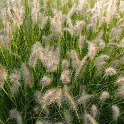 GoldStrich-Gras