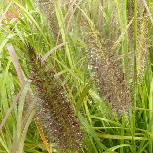 Wiesenschaumkraut Black Beauty