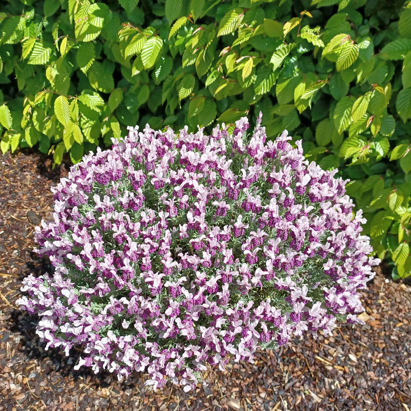 Schopflavendel MAGICAL® POSY PINK