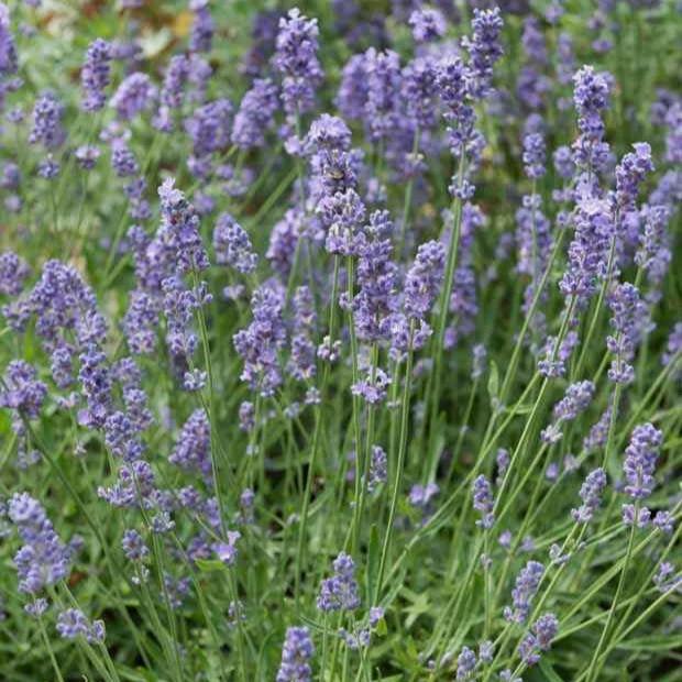 Lavendel Dutch