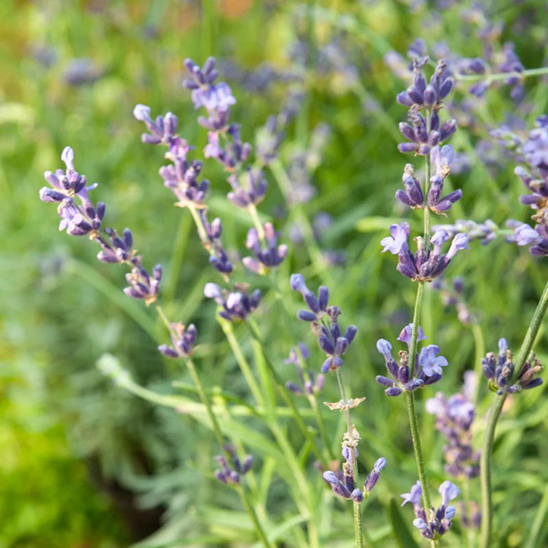 Echter Lavendel Munstead