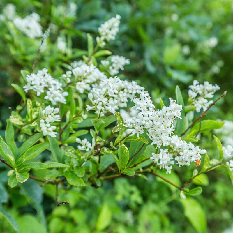 Immergrüne Rainweide Ligustrum ovalifolium - Winterhart - Title:1x Lieferhöhe 38-43 cm, Topfgröße Ø 17 cm