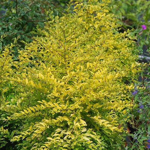 Chinesischer Liguster Sunshine
