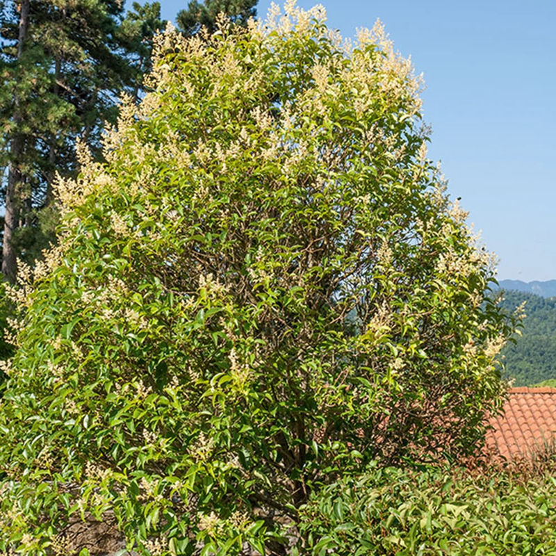 Gewöhnlicher Liguster