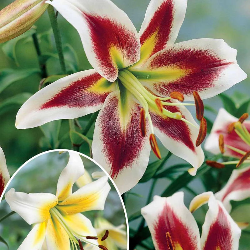 Lilien Kollektion 'Beverly Dreams' & 'Mister Pistache' (x6)