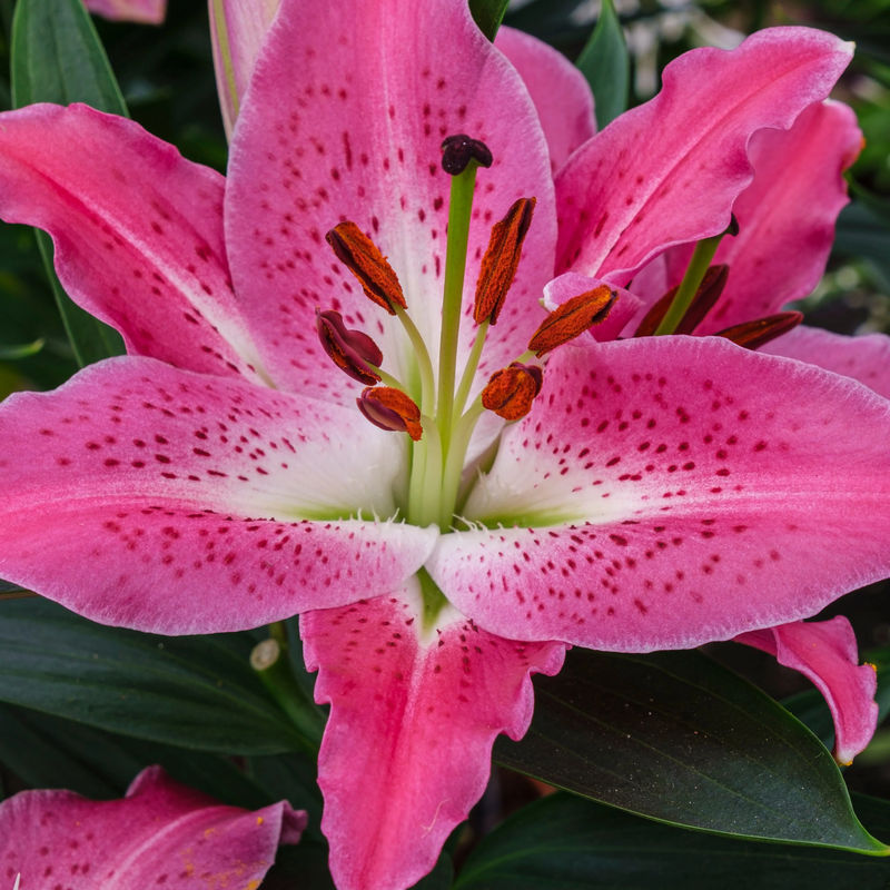 Orientalische Lilie 'Star Gazer' - Title:Das beutel von 2 blumenzwiebeln / umfang 16-18cm