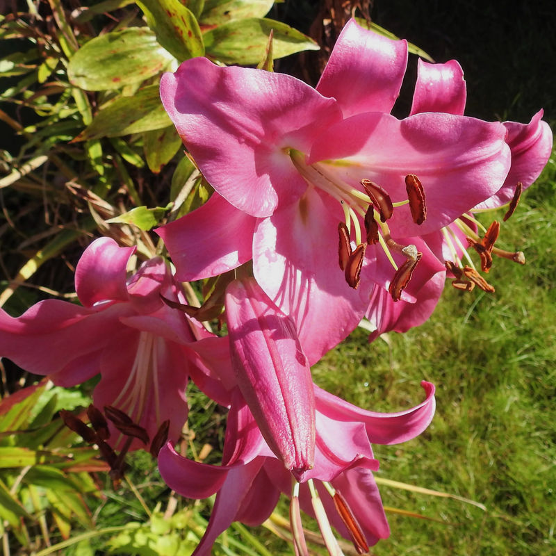 Trompetenlilie Pink Perfection (x3)